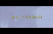 金毛几个月开始补钙