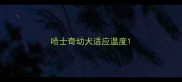 哈士奇幼犬适应温度