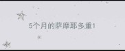 5个月的萨摩耶多重
