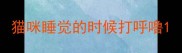 猫咪睡觉的时候打呼噜