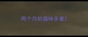 两个月的猫咪多重