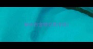 柳州市宠物交易市场
