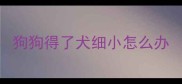 狗狗得了犬细小怎么办