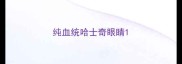 纯血统哈士奇眼睛