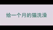给一个月的猫洗澡