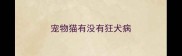 宠物猫有没有狂犬病