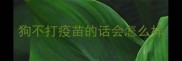 狗不打疫苗的话会怎么样