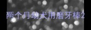 两个月幼犬用磨牙棒