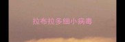 拉布拉多细小病毒