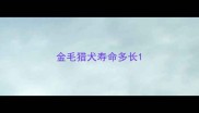 金毛猎犬寿命多长