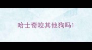 哈士奇咬其他狗吗