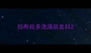 拉布拉多洗澡后发抖