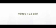 拉布拉多犬肠炎症状