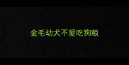 金毛幼犬不爱吃狗粮