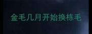 金毛几月开始换栋毛