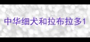 中华细犬和拉布拉多