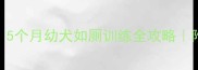 边牧新手必看5个月幼犬如厕训练全攻略附超详细步骤图解