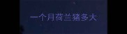一个月荷兰猪多大