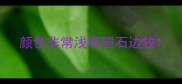 颜色非常浅呢陨石边牧