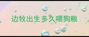 边牧出生多久喂狗粮
