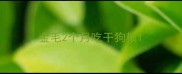 金毛2个月吃干狗粮