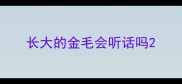 长大的金毛会听话吗