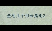 金毛几个月长是毛