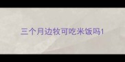 三个月边牧可吃米饭吗
