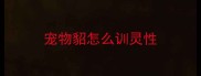 宠物貂怎么训灵性