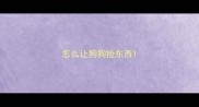 怎么让狗狗捡东西