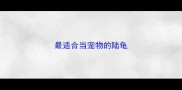 最适合当宠物的陆龟