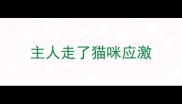 主人走了猫咪应激