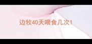 边牧40天喂食几次