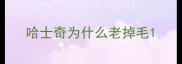 哈士奇为什么老掉毛