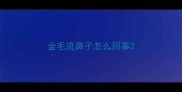 金毛流鼻子怎么回事