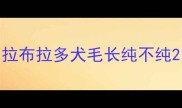 拉布拉多犬毛长纯不纯