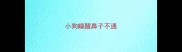 小狗睡醒鼻子不通