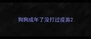 狗狗成年了没打过疫苗