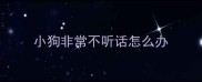 小狗非常不听话怎么办