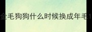 金毛狗狗什么时候换成年毛