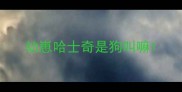 幼崽哈士奇是狗叫嘛