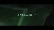 小狗吃什么食物最补钙