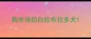 狗市场奶白拉布拉多犬