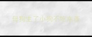 母狗生了小狗不吃东西
