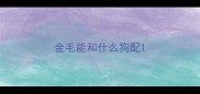 金毛能和什么狗配