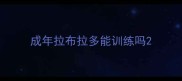 成年拉布拉多能训练吗