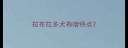 拉布拉多犬有啥特点