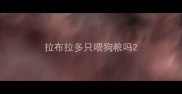 拉布拉多只喂狗粮吗