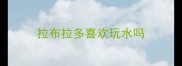 拉布拉多喜欢玩水吗