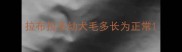 拉布拉多幼犬毛多长为正常